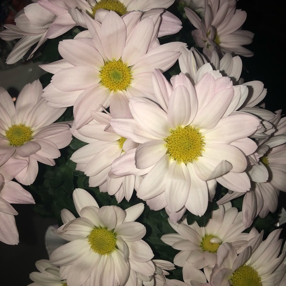 Meet your Posher, Maegan - Picture 1 of 1